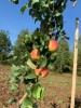 Яблоки - Григорьевские сады