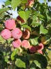 Яблоки - Григорьевские сады